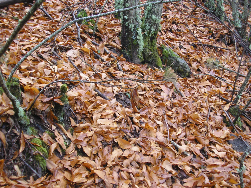 41fba019ab6bcd694fb9cc2d3c729b4e